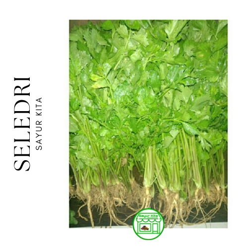 

Seledri / Celery 100 gram