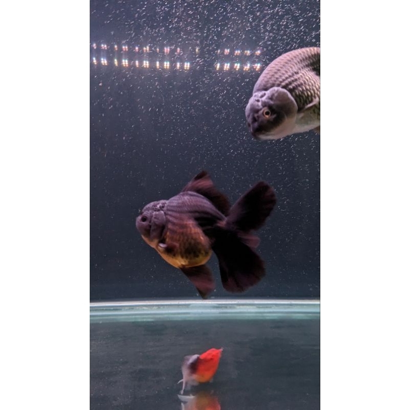 oranda black ciamik soro