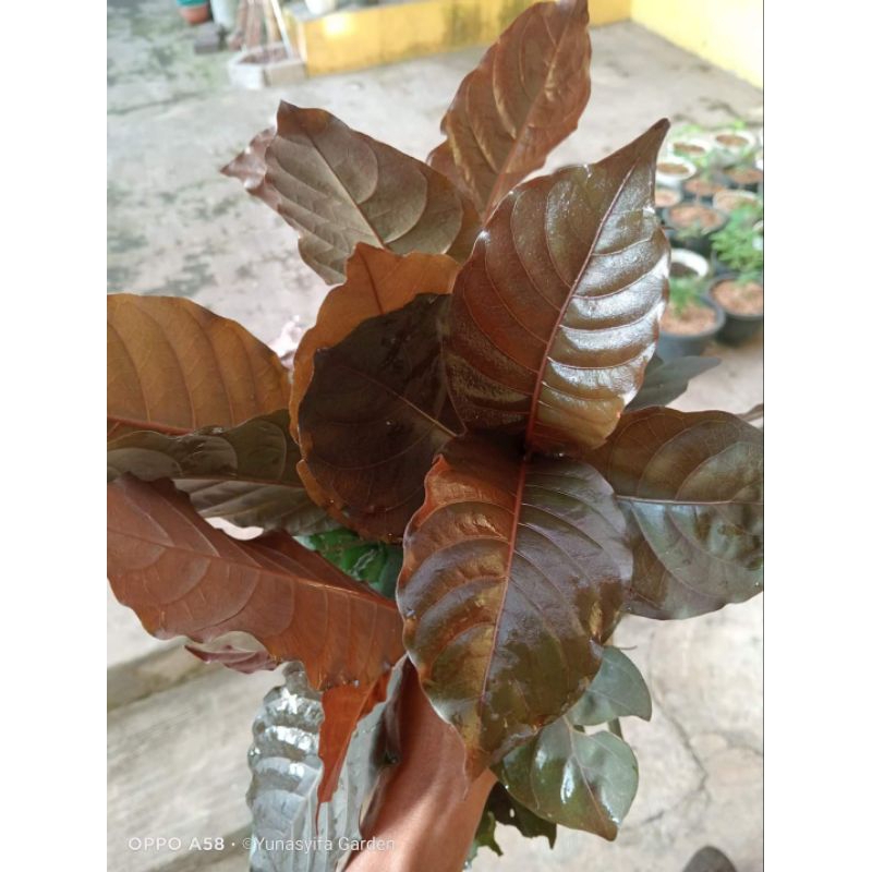 

DAUN UNGU SEGAR OBAT WASIR AMBIEN ISI 50 LEMBAR