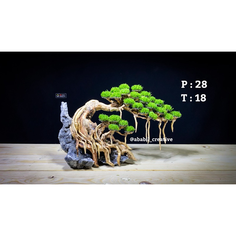 BONSAI AQUASCAPE | BONSAI AQUARIUM | HIASAN AQUARIUM | AQUASCAPE