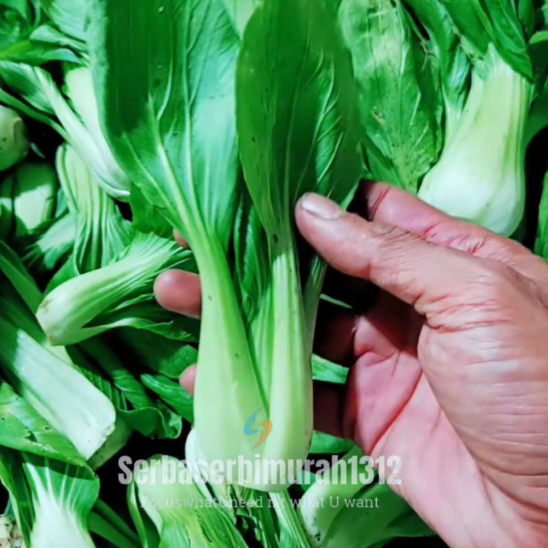 

Pakcoy/Bok choy/Sawi Sendok