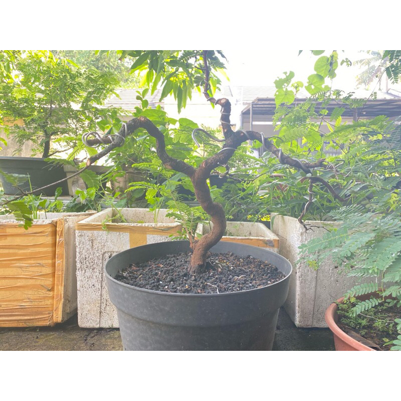 Bonsai Asem Jawa