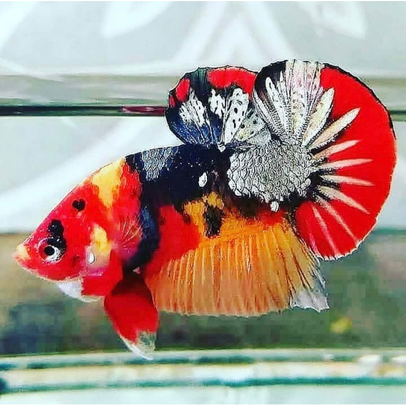 cupang koi galaxy bahan mutasi, indukan bagus, terjamin jantan