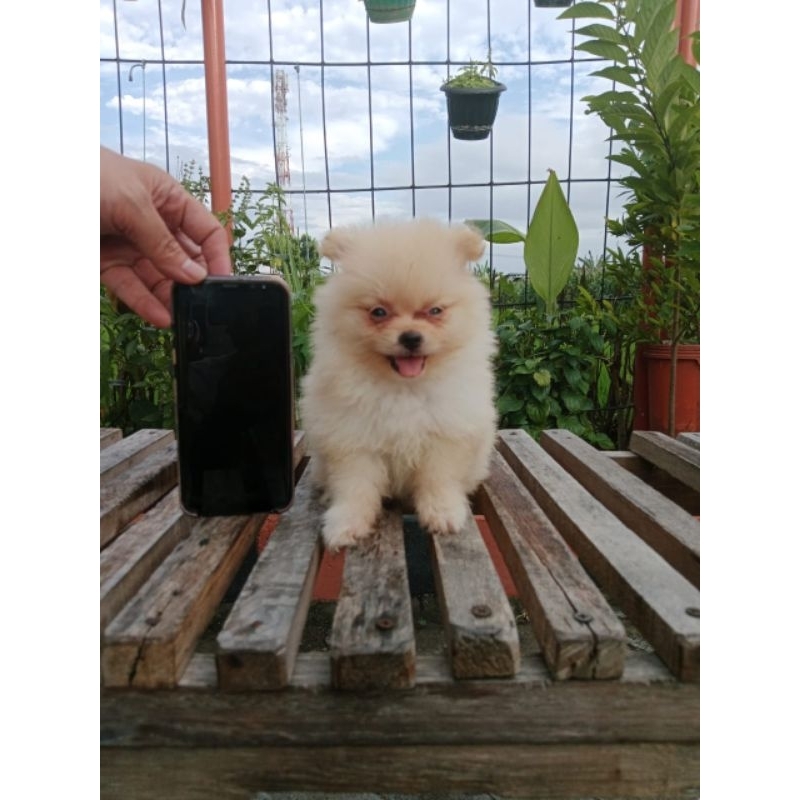 anjing super mini pom