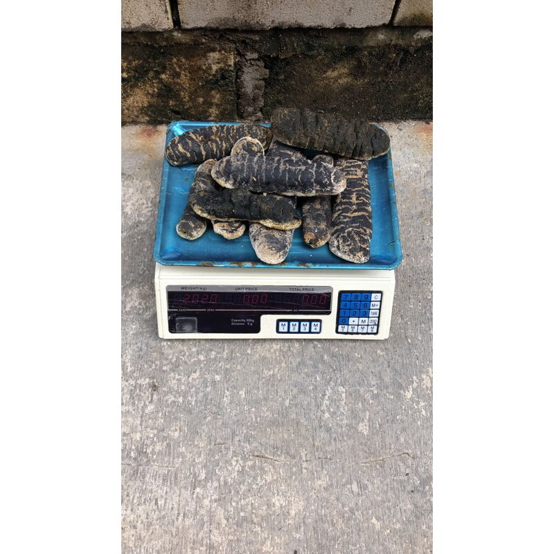 

Teripangkunyit kupas / haisom kunyitkupas