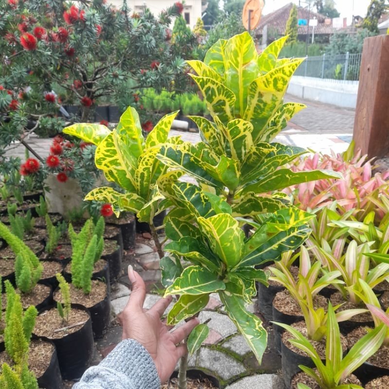 Tanaman Puring kura kuning