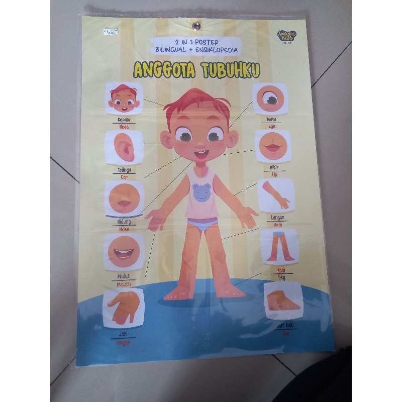 

poster anggota tubuh 2 in 1 amazing