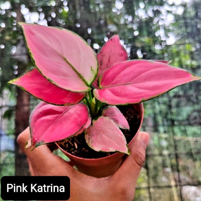 Aglonema Pink Katrina Super Pink Roset/ Aglaonema Pink Katrina Tanaman Hias Bunga Aglaonema Murah Merah BUKAN bonggol bibit - tanaman hias hidup - bunga hidup - bunga aglonema - aglaonema merah - aglonema merah - aglonema murah - aglaonema murah