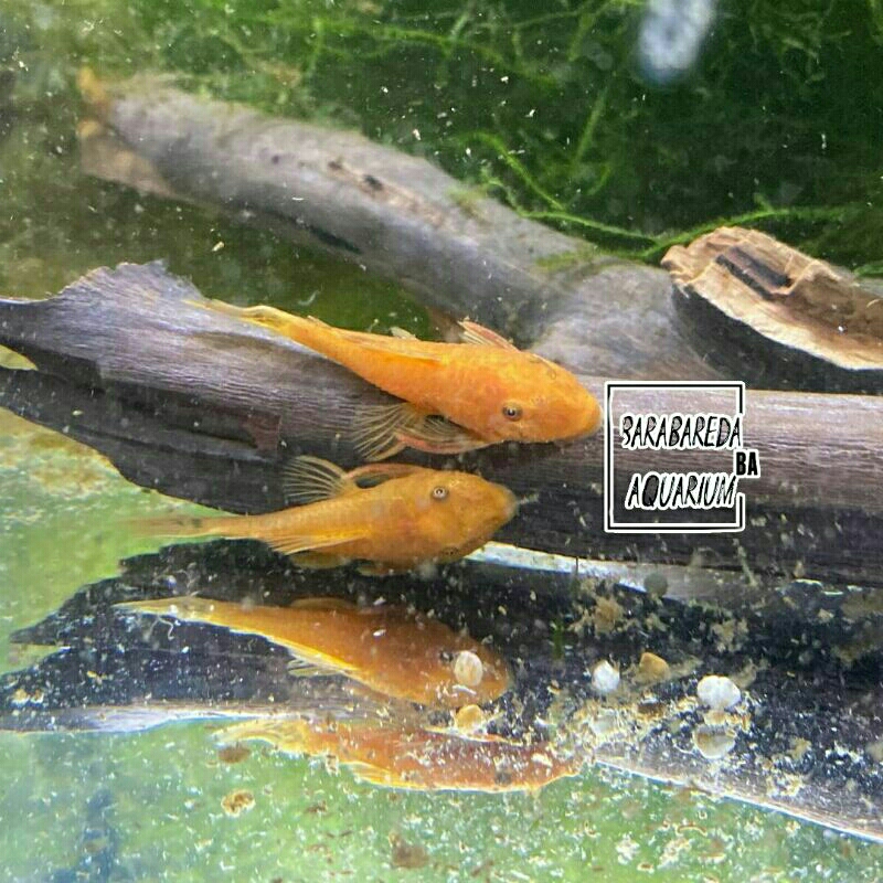 ikan sapu sapu albino