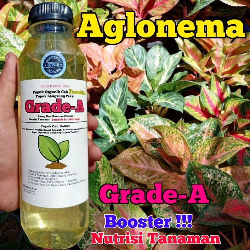 ( Grade-A) Pupuk Daun Organik Cair Aglonema Vitamin Nutrisi Tanaman Hias