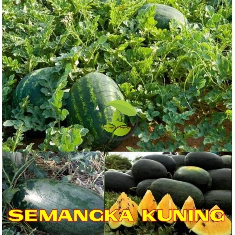 50 Benih Buah Semangka Kuning Hibrida F1 Unggul Bibit semangka kuning