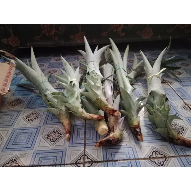 bibit nanas madu jumbo manis super