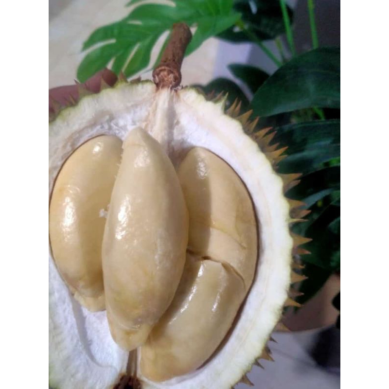 

duren