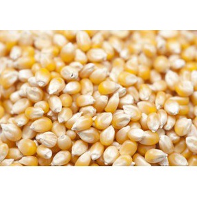 

Terlaris Jagung Popcorn 1Kg Biji Popcorn Kiloan MENTAH Popcorn 1 Kg popcorn bioskop Popcorn Mixed Mushroom and Butterfly