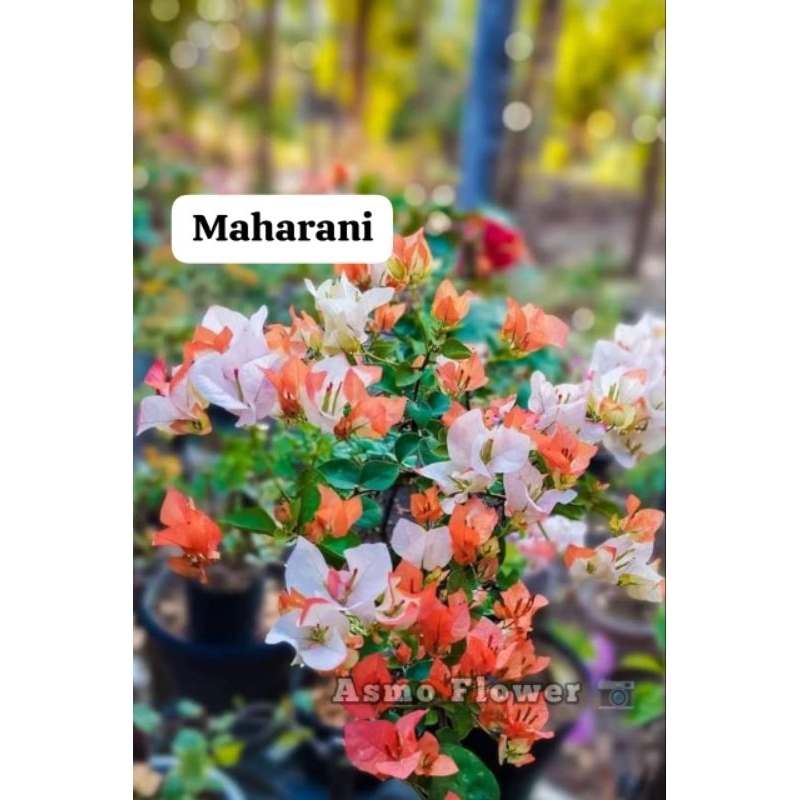 Bougenville maharani