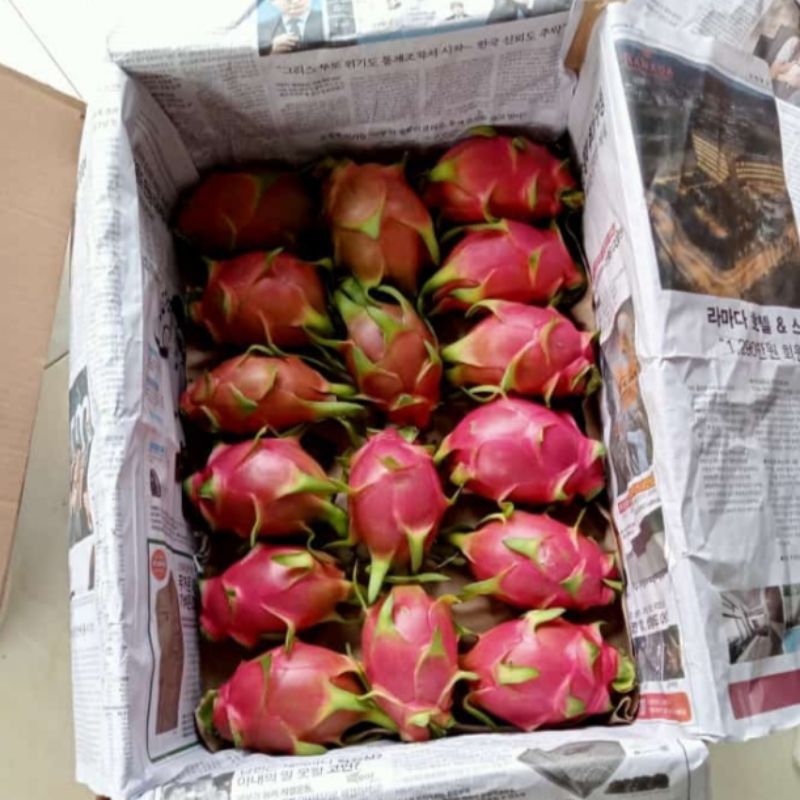 

buah naga putih GROSIR(10,kg)