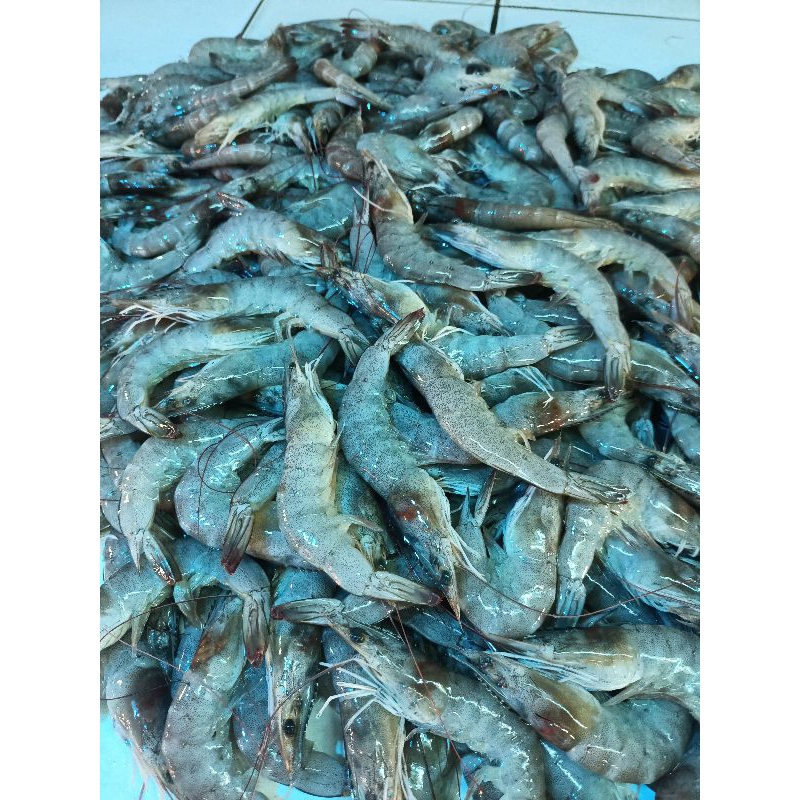 

UDANG BESAR FRESH HARGA PER 200GR