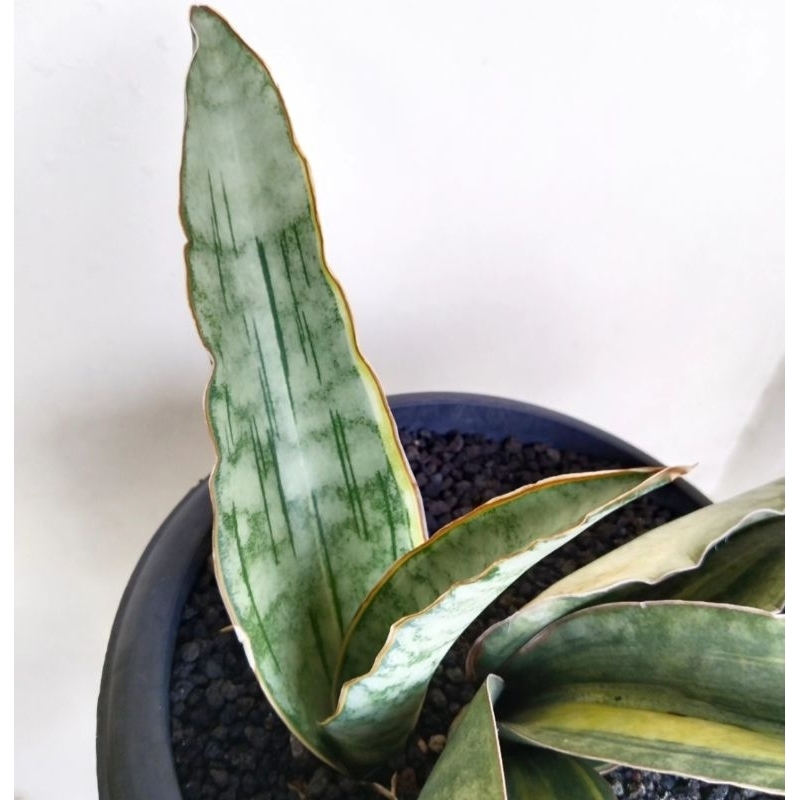 Sansevieria Dragon Jade varigata