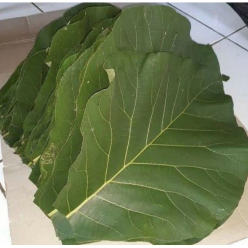 

daun jati 1 kg