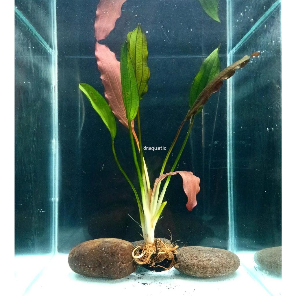 Tanaman Echinodorus Red Special | Ecinodorus red Ekinodorus