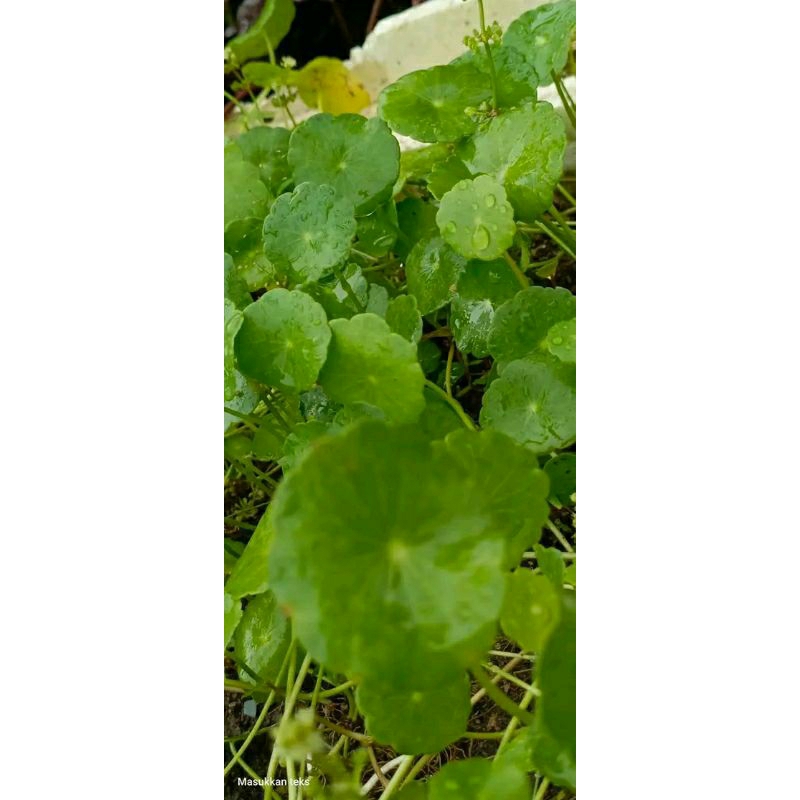 

Daun Antanan/Pegagan segar 1kg