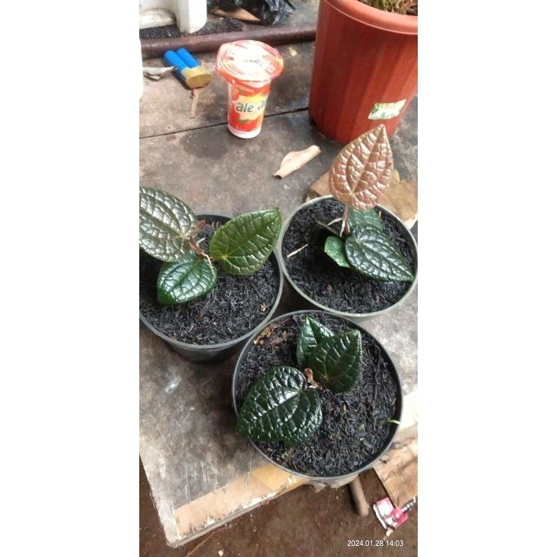sirih hitam asli sirih langka obat herbal