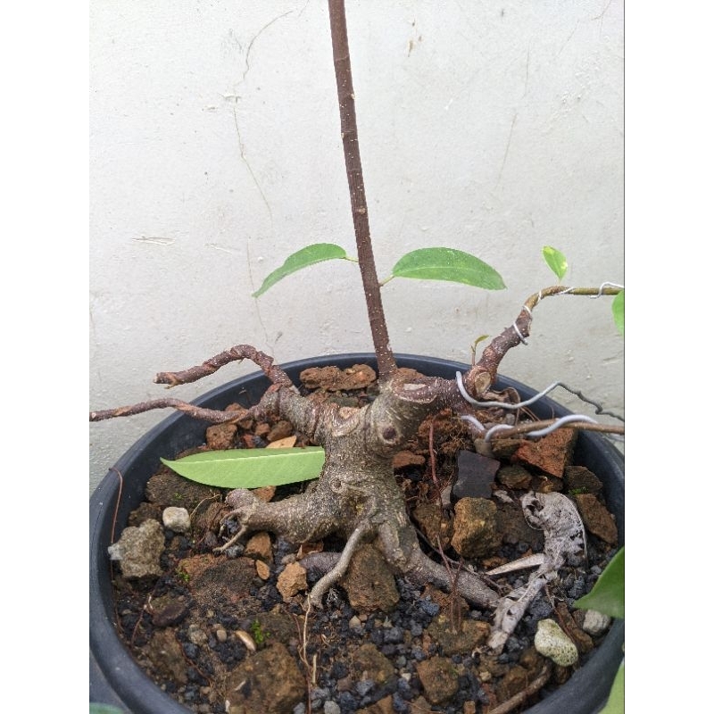 BAHAN BONSAI BERINGIN IPRIK SIZE MAME MURAH