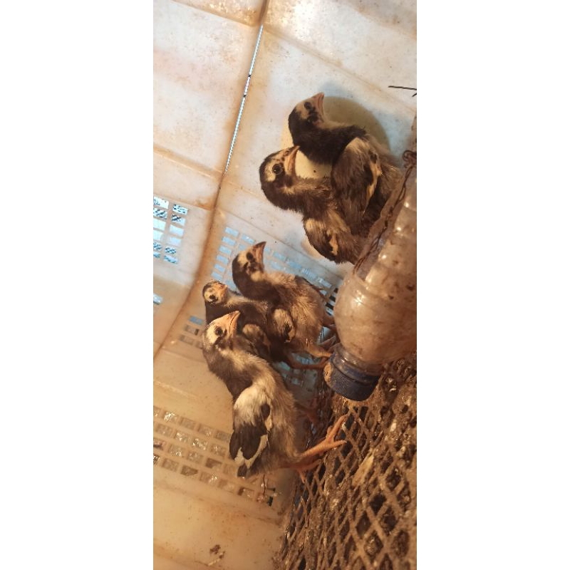 anak ayam bangkok