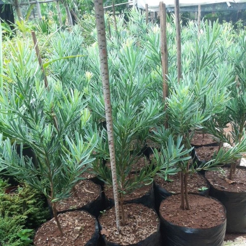 Lohansung daun silver - bahan bonsai lohansung blue ice
