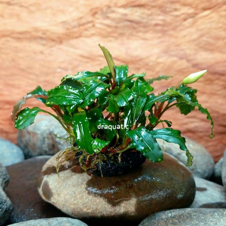 WABIKUSA BUCEPHALANDRA | TANAMAN AQUARIUM AQUASCAPE