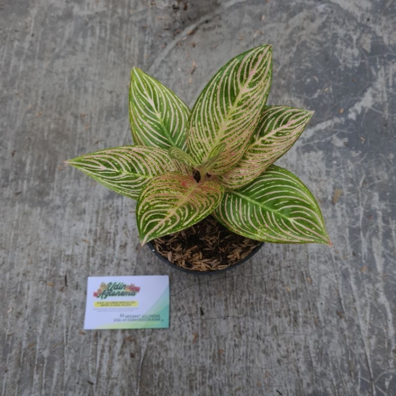 aglaonema Golden hope