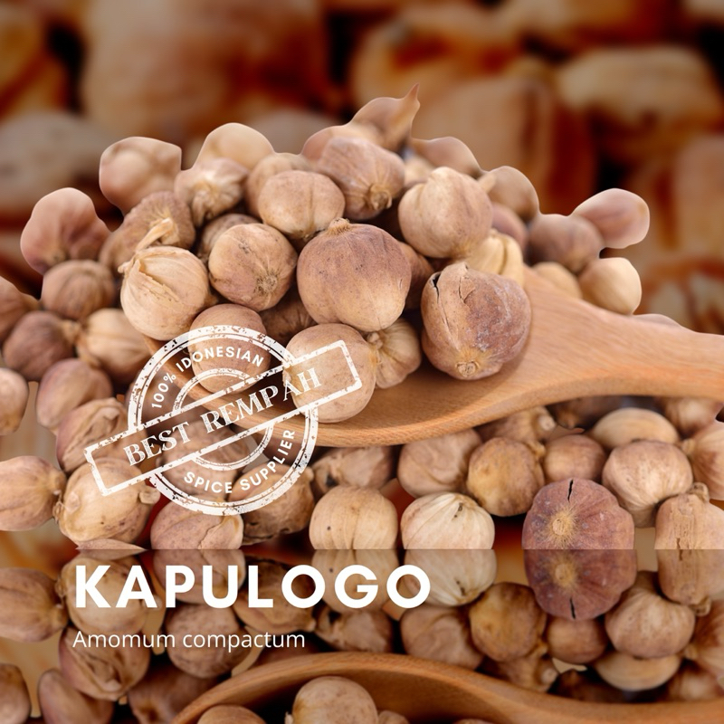

rempah-rempah kapulaga | kapulogo | amomum compactum