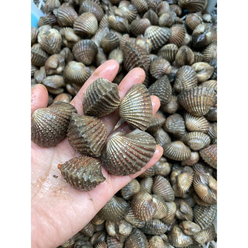 

kerang dara 1kg