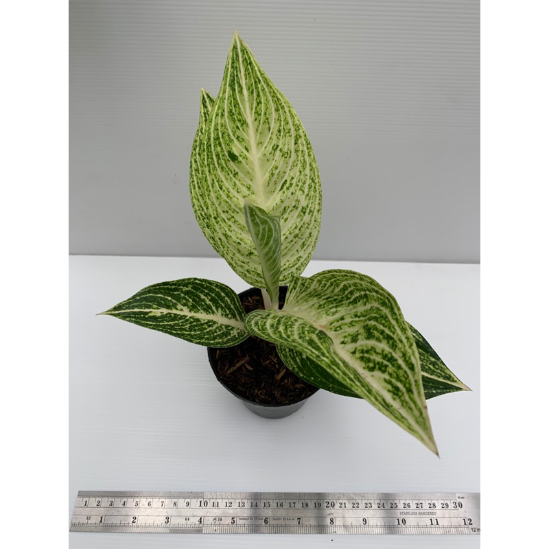 Aglonema Legacy putih // Aglonema koleksian // Aglonema rare // Aglonema