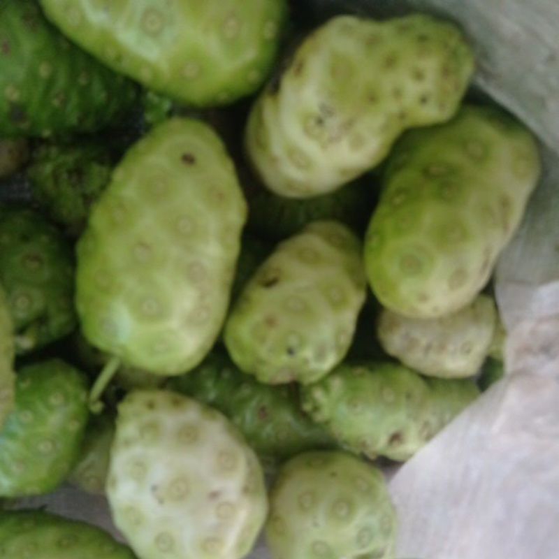 

buah mengkudu fresh 1 kg