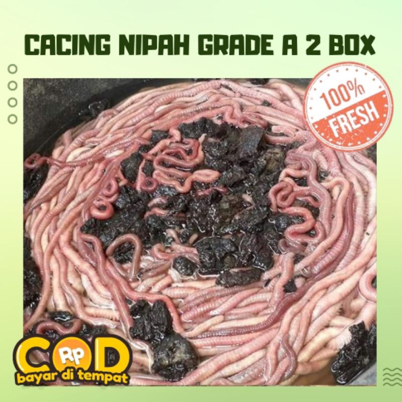 CACING NIPAH GRADE A 2 box