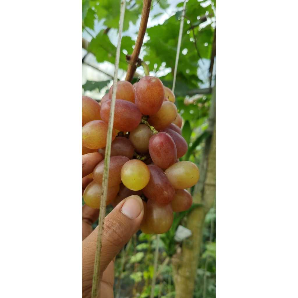 Bibit Anggur Ninel - Anggur Impor Ninel