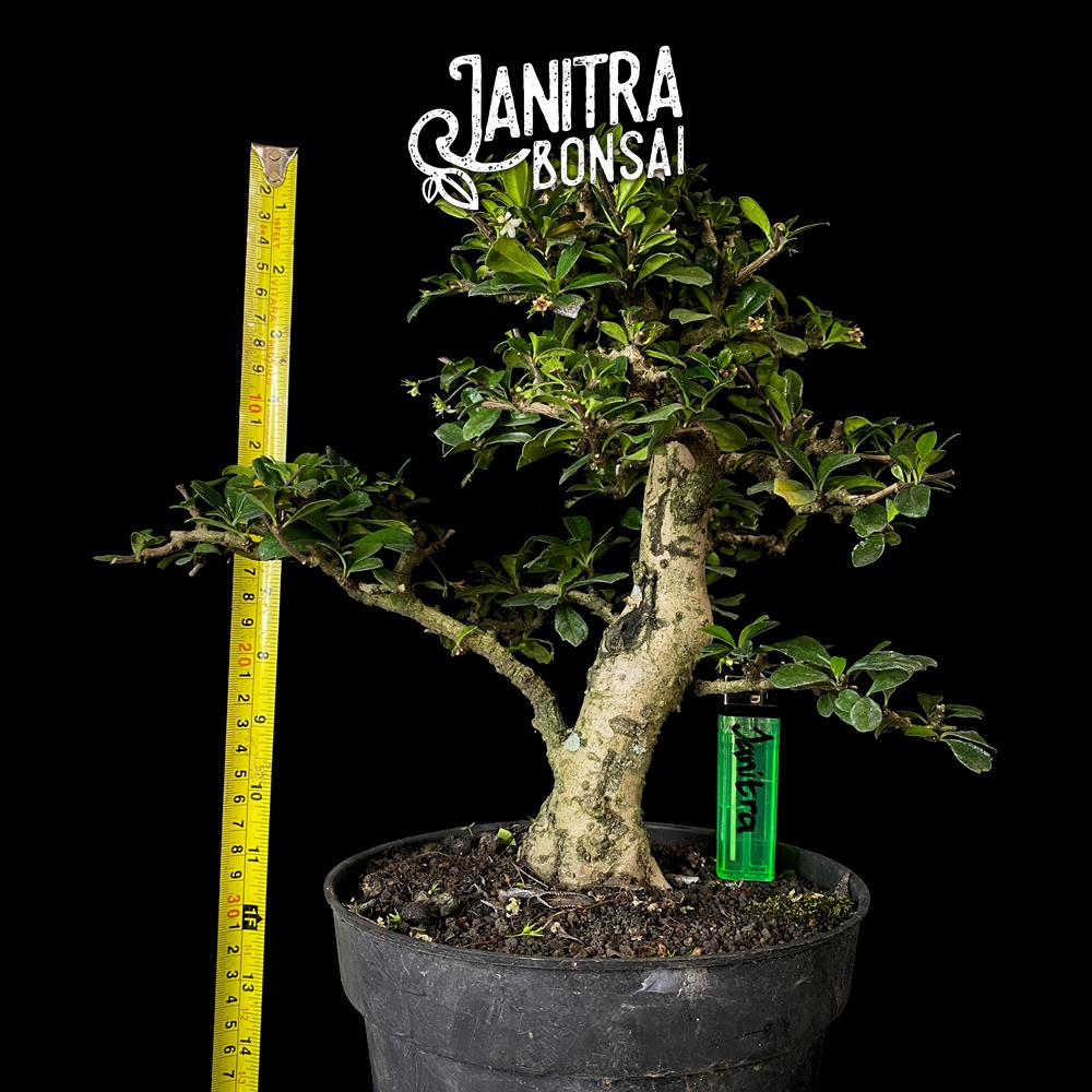 Bonsai hokianti hokiantea batang besar jadi siap pajang
