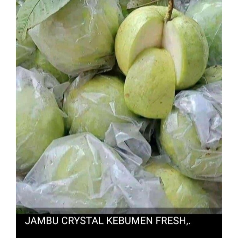 

JAMBU KRISTAL FRESH ASLI KEBUMEN BERAT 1 KILO