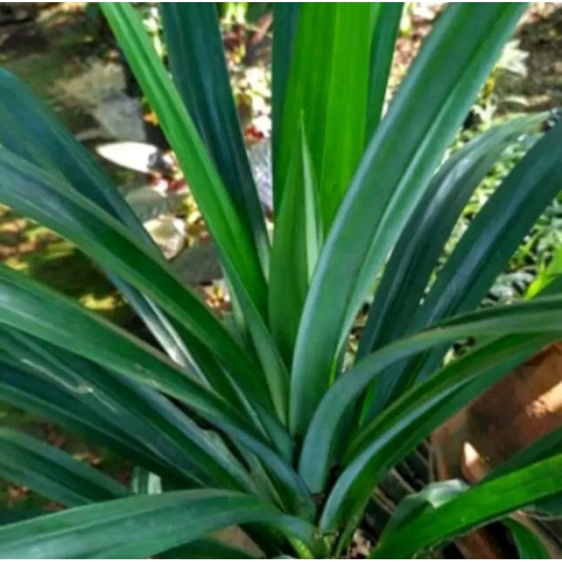 

daun pandan segar