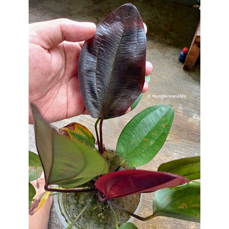 Tanaman Aquascape dan Aquarium Echinodorus/Ecinodorus 'Aflame' daun darat/emersed mother plant atau 