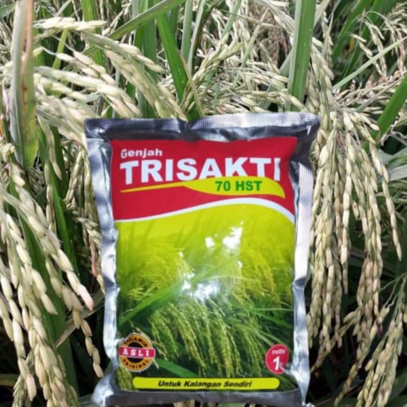Benih Padi Trisakti cepat panen