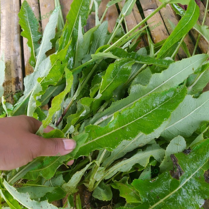 

Daun Tempuyung Segar 1KG