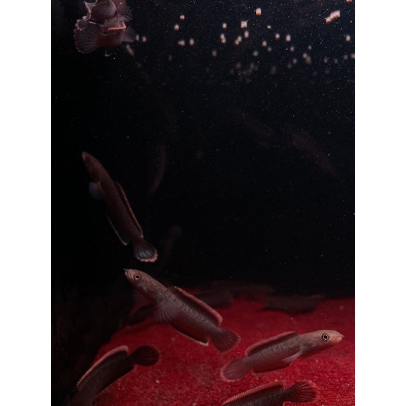 

Limbata CB 5-6 cm