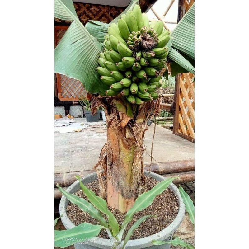 BIBIT PISANG MINI | BIBIT PISANG BRAZIL| PISANG UNIK | PISANG HIAS | PISANG HOKI