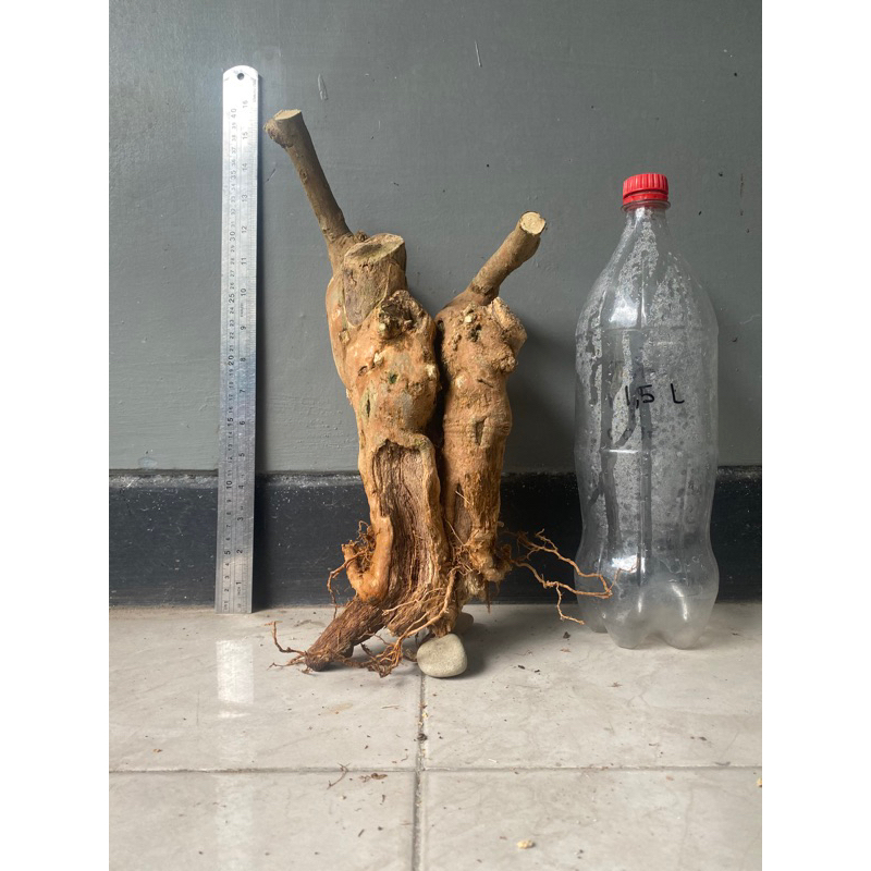 Bonggol Bogel Bogelan Bugenvile Bougenville Bogenfile Bogenfil Bogenville Ungu mikro