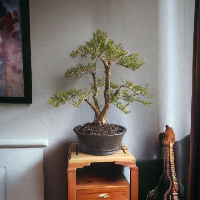 bonsai cendrawasih siap pajang