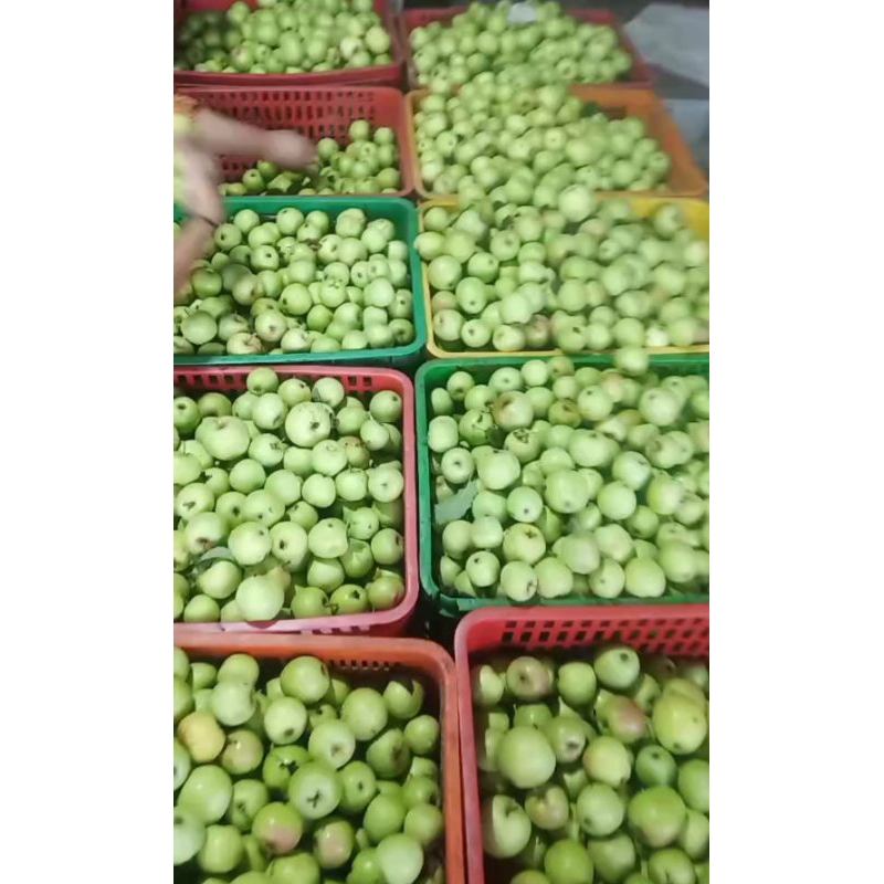 

buah apel khas malang