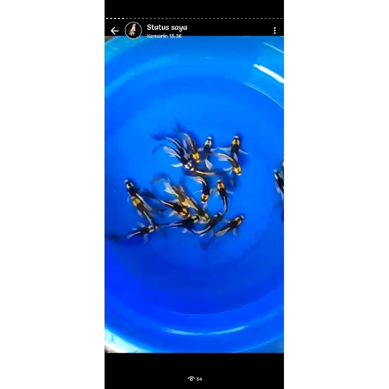 Ikan Koi Slayer Kumpay