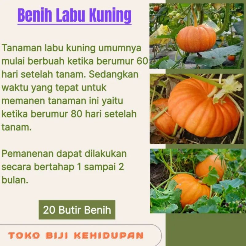 BIJI BENIH TANAMAN LABU KUNING / LABU PARANG